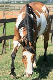 Paint Horse