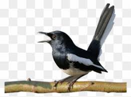 Murai batu adalah salah satu jenis burung yang cerdas. Gambar Burung Kacer Burung Kacer Vector Free Transparent Png Clipart Images Download