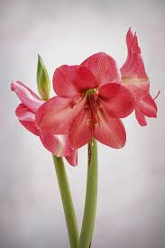 Image result for Hippeastrum sp. cultivars
