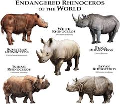 Rhinos Of The World Poster Print In 2020 Javan Rhinoceros Endangered Animals Rhinoceros