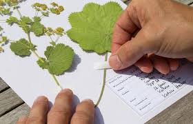 Wir haben 4 coole deckblätter für herbarium für euch vorbereitet. Das Herbarium Kosmos Verlag