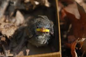 Once you've returned the bird to a nest—whether real or homemade—keep an eye out for the parents. Injured Bird What To Do Step By Step Instructables