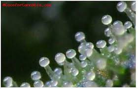 Reading Trichomes As Harvesting Guide Dr Photons Corner