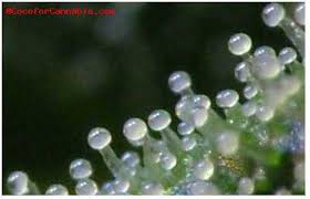 reading trichomes as harvesting guide dr photons corner