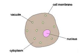 Learning about animal cells can be tricky at first, so why don't we start you off relatively easy with this animal cell part labelling quiz! Olcreate Tessa Zim Module 1 Secondary Science Biology Resource 1 Background Information On Cells
