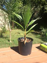 Maybe you would like to learn more about one of these? Who Grows Washingtonia In Pots Palms In Pots Palmtalk