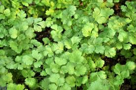 Image result for Coriandrum sativum