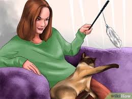 Eating plastic doesn't automatically qualify as a compulsive behavior in some cats because they seem to like the way the plastic tastes or feels more than that they need to be doing this. 3 Ways To Stop Your Cat From Eating Plastic Bags Wikihow Pet
