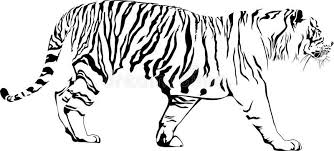 Tiger Vector Illustration Of Walking Tiger Abstract Solated On White Backgroun Sponsored Sponsored Sponsored Illustration Tiger Drawing Tiger Vector