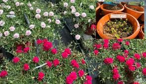 Portulaca grandiflora images stock photos vectors shutterstock. Tanam Ros Jepun Nak Berbunga Lebat Gemuk Gemuk Rahsianya Buat Begini Keluarga
