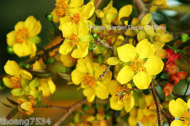 Image result for Ochna stolzii