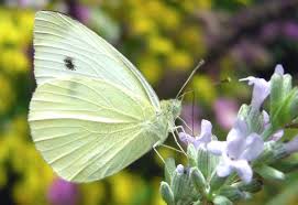 Check out our recommendations of the very best to grow for butterflies, and decide which ones you would like in your garden. Cabbage White Butterfly Get Rid Of Those Leaf Eating Caterpillars