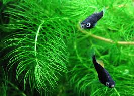 Hornwort Ceratophyllum Demursum Caresheet Fish Tank Breeds Planted Aquarium