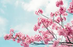 Search for text in url. 2019 Tokyo Sakura Season Officially Begins All About Japan