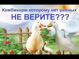 как быстро сделать кормушку для птиц в домашних условиях Nedorogoj Korm Dlya Brojlernoj Pticy Rost Kak Na Drozhzhah Youtube Pticy Razvedenie Kur Muskusnaya Utka
