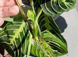 The best way to propagate a calathea is by dividing it. How To Propagate Prayer Plant 4 Methods To Do It Successfully