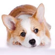 Boston terrier information including pictures, training, behavior, and care of boston terriers and dog breed mixes. Corgi Puppies For Sale Pembroke Cardigan Fluffy Ct Breeder