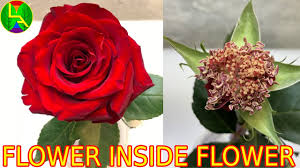 There are hundreds of species of rose flower with most of the varieties originating. Inside Rose Flower Youtube