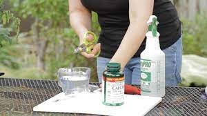How To Make A Calcium Spray For Tomatoes Garden Space Youtube
