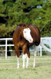 Black White And Brown Paint Horses Brown Horse With White Face Beautiful Horses Rare Horses Horses