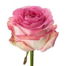 Established in 2005, we deliver online flowers to over 90 countries. Rose Avalanche Candy 70cm Wholesale Flowers Florist Supplies Uk Wholesale Flowers Online Wedding Flowers Rose