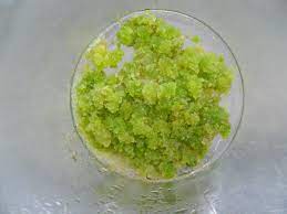 Sep 17, 2020 · callus culture: Overview Of Callus And Organ Culture Plant Cell Technology Your Partner In Plant Tissue Culture