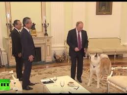 'verni' means 'faithful' or 'loyal' in russian. Putin Jokes As His Japanese Pet Barks At Japanese Journalists Yume Is No Nonsense Dog Youtube