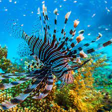 It is home to a spectacular array of marine life and offers awesome diving opportunities. Auch Giftige Arten Gibt S Im Lebensraum Riff Die Strahlen Machen Den Feuerfischs Zu Etwas Besonderem Aber Achtung In I Feuerfisch Great Barrier Reef Tiere
