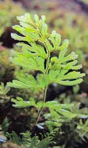 Image result for Hymenophyllum tunbridgense