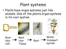 Maybe you would like to learn more about one of these? 7a Tissues And Transplants Overview Of Topic Human Organs Plant Organs Organ Transplants Plant And Animal Cells Using Microscopes Specialised Cells Ppt Download