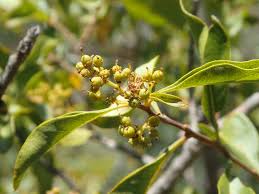 Image result for Heteropyxis natalensis