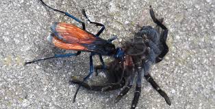 We did not find results for: Tarantula Hawk Wasp Has The 2nd Most Painful Bug Sting In The World But Tarantulas Get It Worse