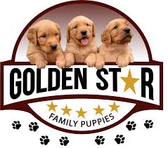 We have a wonderful litter of 5 adorable goldendoodle puppies ready to go. Golden Star Family Puppies North Carolina