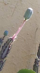 Image result for Kleinia schweinfurthii