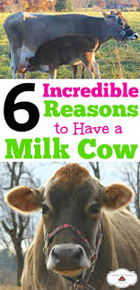 6 Incredible Reasons To Have A Family Milk Cow Milk Cow Cow Homesteading Animals