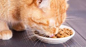 My cats are currently eating the alpha cat: The Best Fussy Cat Food Nutrition For Picky Eaters