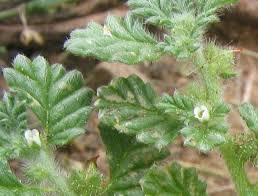Image result for Coldenia procumbens