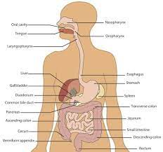 Know The Organs Of Your Digestive System And How They Work Digestive System Diagram Human Digestive System Digestive System For Kids