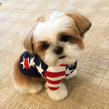 Akc and state inspected and licensed since pib started. Shihtzusgram Comment Eduquer Son Chien En Seulement 15 Minutes Par Jour Une Educatrice Professionnelle Va Vo Baby Dogs Cute Little Animals Cute Baby Animals
