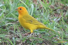 Check spelling or type a new query. Canto De Canario Criollo