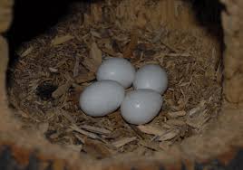 Real Bird Eggs For Sale Red Headed Woodpecker Eggs Bird Book What Is A Bird Woodpecker