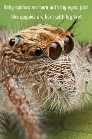 8 Facts About The Misunderstood House Spider Animals Beautiful Jumping Spider Spider
