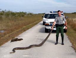 1 4 Invasive Species Burmese Python Python Bivittatus And