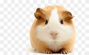 Hamster png images, djungarian hamster, roborovski hamster, hamster vector, chinese striped hamster, hamster cage, european hamster, grey dwarf hamster png Susser Hamster Bauch Niedliche Clipart Hamster Cliparts Png Pngwing