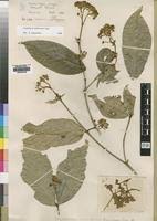 Image result for Lasiodiscus mannii