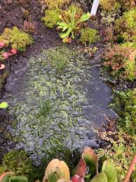 Image result for Utricularia  cornuta