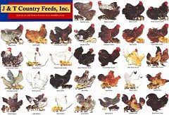 bantam breeds standard crested breeds chart 1 of 2