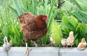 Maybe you would like to learn more about one of these? 15 Medicinal Herbs For Chickens To Keep Them Healthy And Pestfree