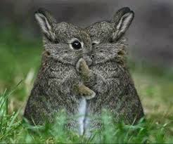 Stampin With Nanna Happy Easter Cute Animals Animal Hugs Baby Animals