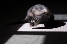 Reputed with superior equipment, the company is present in the main animal protein companies in brazil and in the world. Caes Gigantes Furoes E Geckos Sao Alguns Dos Novos Animais De Estimacao Noticias Publico